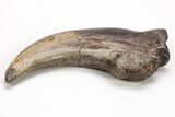 Fossil Raptor (Anzu) Hand Claw - Excellent Condition! #206426-3